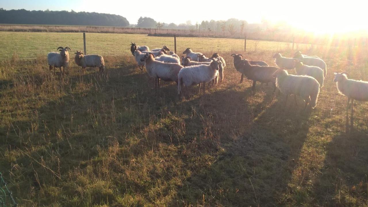 Pipowagen Elsebein Groningen Westerwolde Unieke Ligging Met Eigen Tuin En Vrij Uitzicht Over Veld Naar Natuurgebied Онстведде Екстер'єр фото